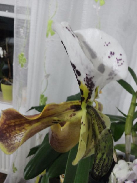 Papucul doamnei - Orhidee 2017