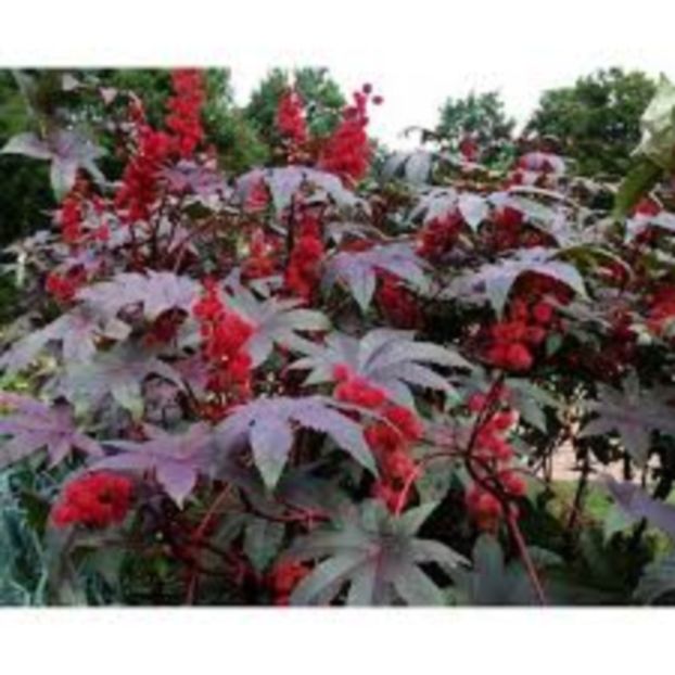 Planta de ricin - Seminte si flori de vanzare