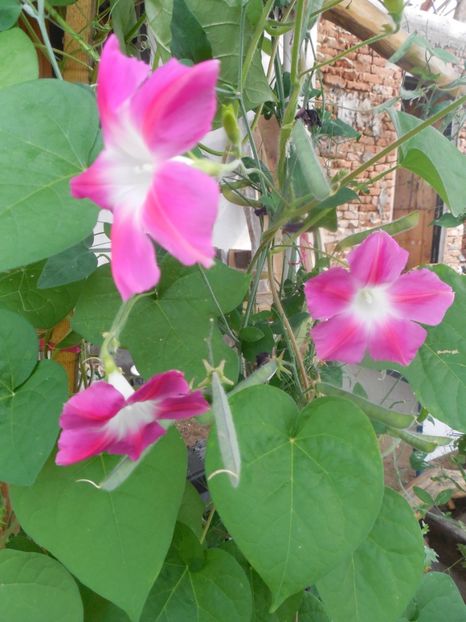 Zorele roz stelate - Seminte si flori de vanzare