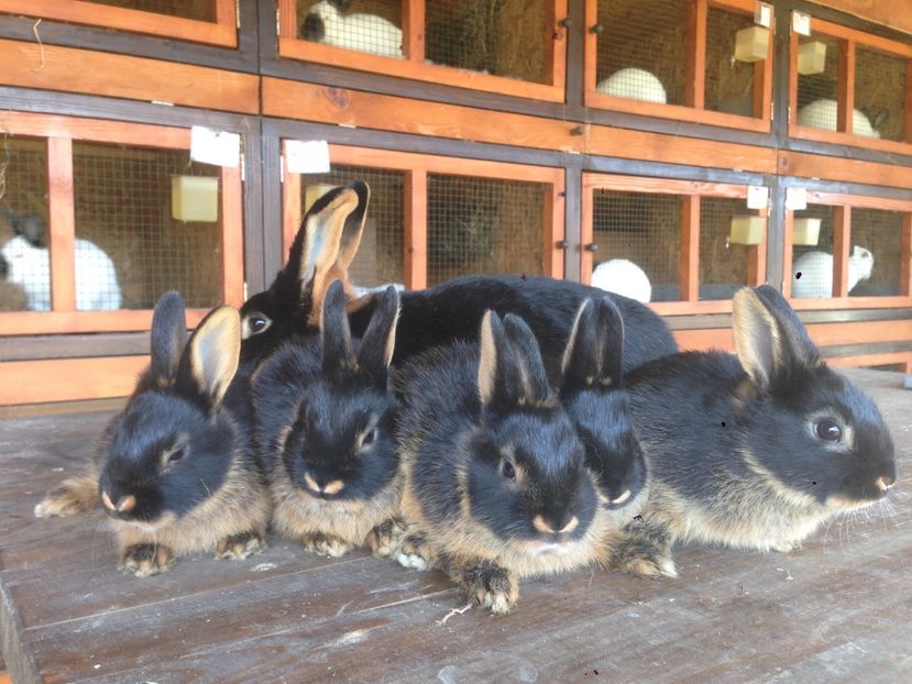  - A-IEPURI TINERET LOH NEGRU