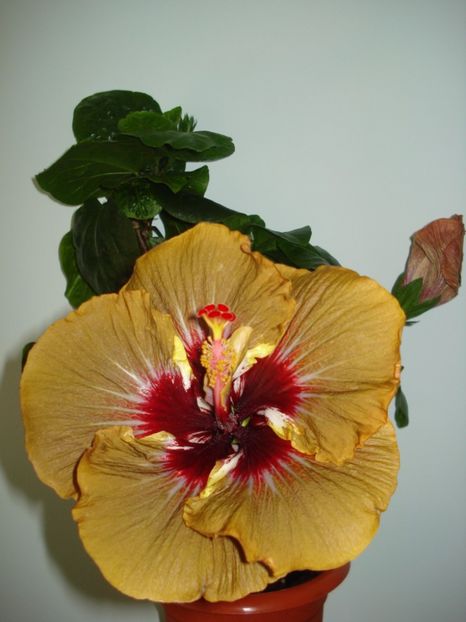 a doua floricica - Hibiscus Magic Mission