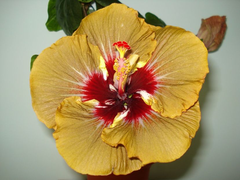  - Hibiscus Magic Mission