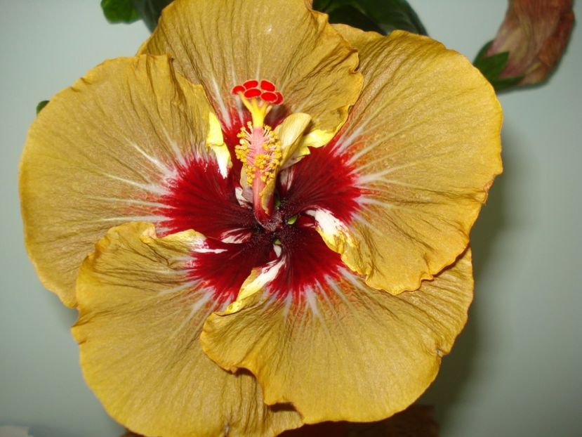  - Hibiscus Magic Mission