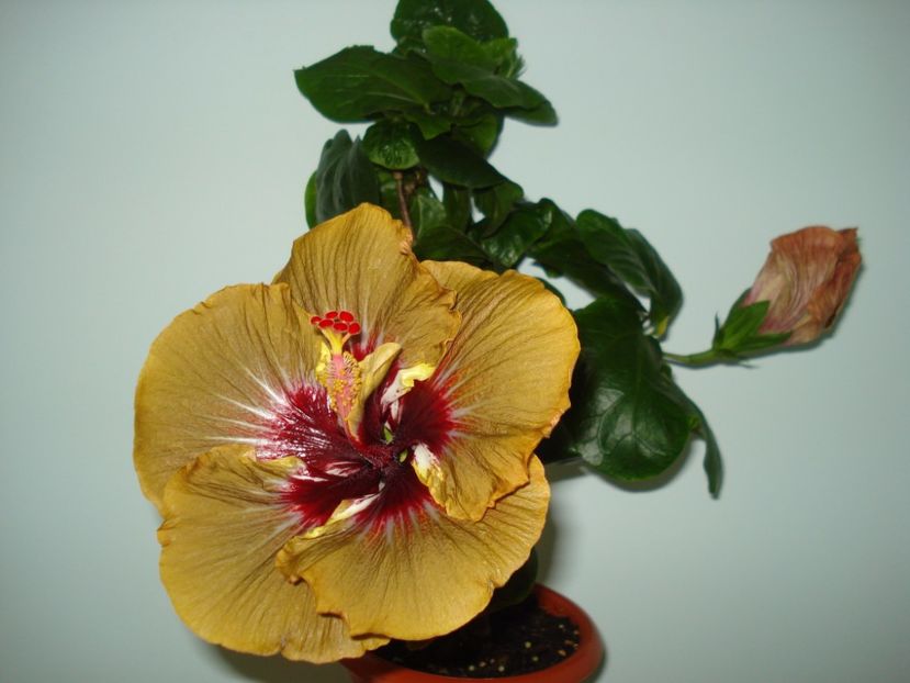  - Hibiscus Magic Mission