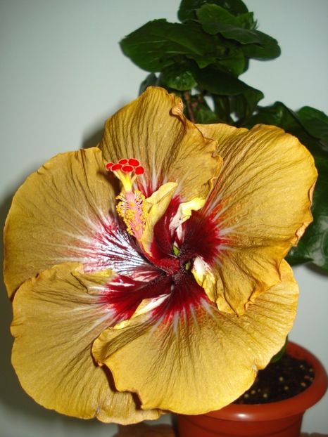  - Hibiscus Magic Mission