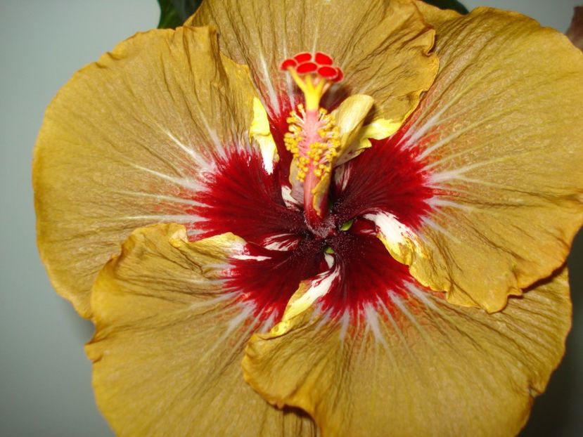  - Hibiscus Magic Mission