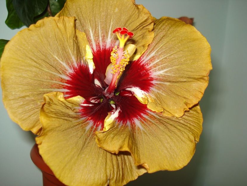  - Hibiscus Magic Mission