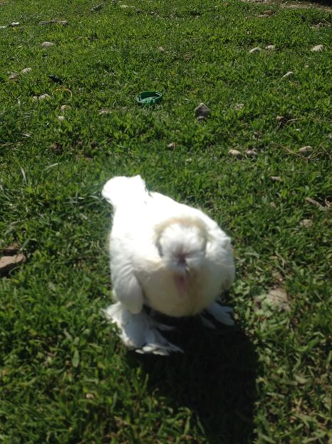 Primul alb - Pui 2017