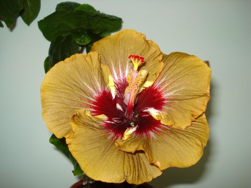  - Hibiscus Magic Mission