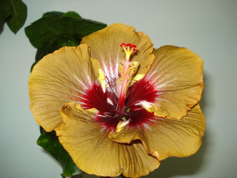  - Hibiscus Magic Mission