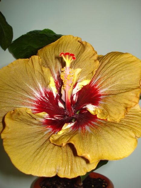  - Hibiscus Magic Mission