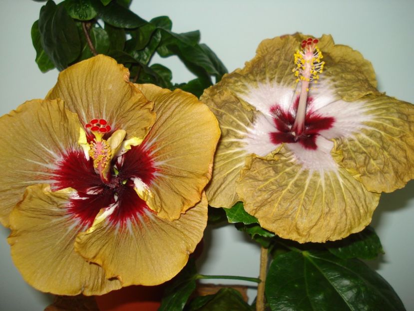  - Hibiscus Magic Mission