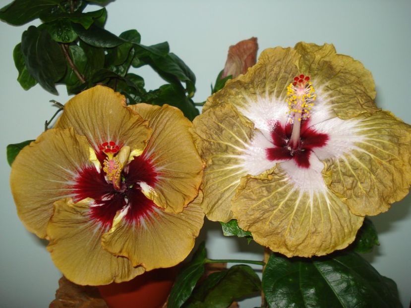  - Hibiscus Magic Mission