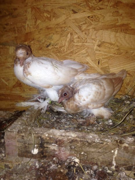 Primii cap galben - Pui 2017