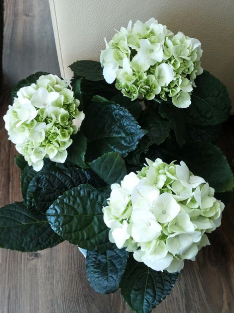 20170222_154728 - Copy - Hortensii 2016-2017