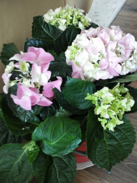  - Hortensii 2016-2017