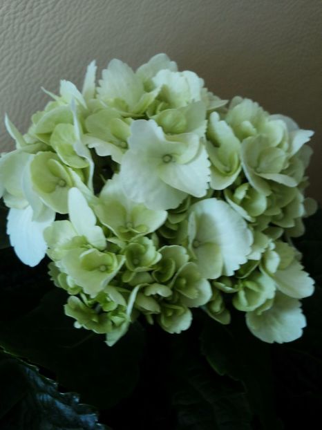  - Hortensii 2016-2017