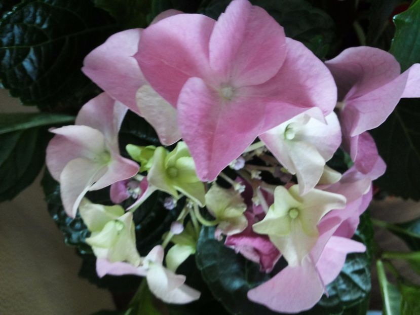  - Hortensii 2016-2017