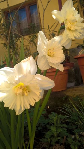  - 2017 Florile mele martie