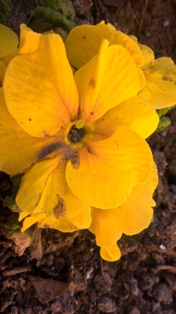  - 2017 Florile mele martie