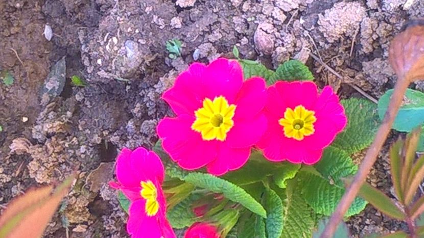  - 2017 Florile mele martie