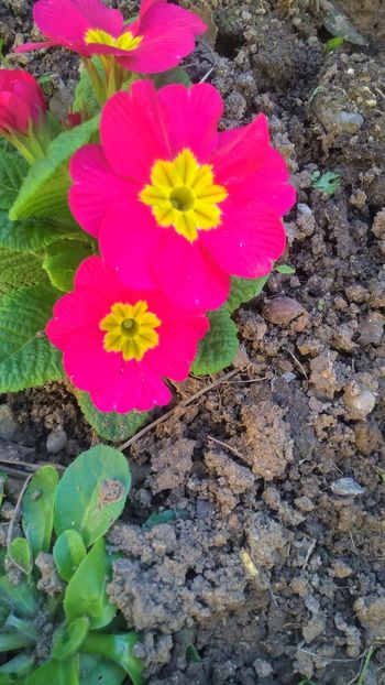  - 2017 Florile mele martie