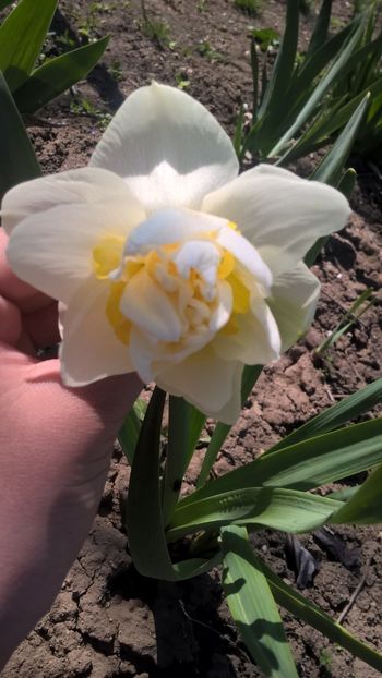  - 2017 Florile mele martie