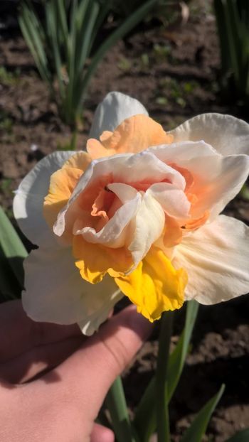  - 2017 Florile mele martie
