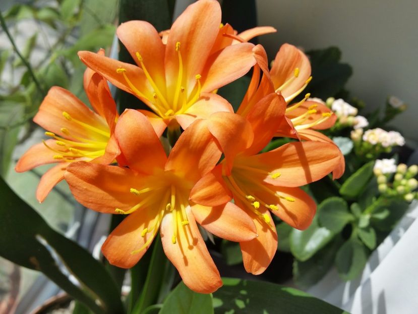 Clivia - Flori 2017