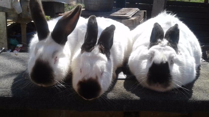  - FEMELE CALIFORNIAN 2017