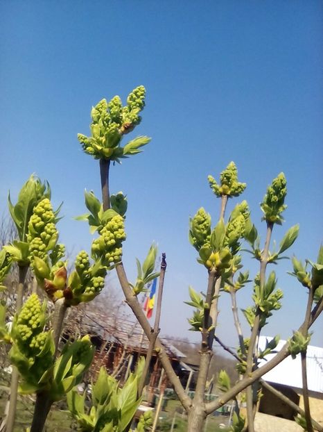  - Cel mai frumosi pui