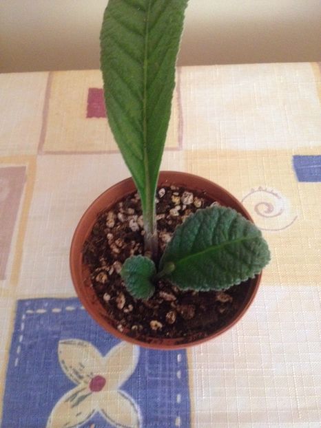 Angelina Jolie - Evolutii streptocarpusi