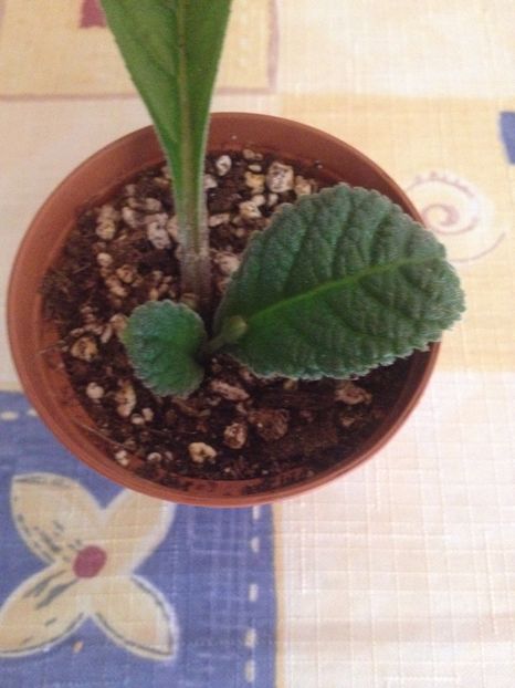 Angelina Jolie - Evolutii streptocarpusi