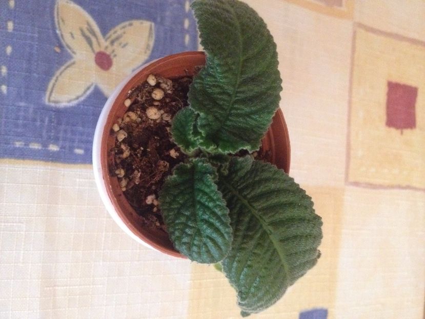 DS-Far Panet Light - Evolutii streptocarpusi