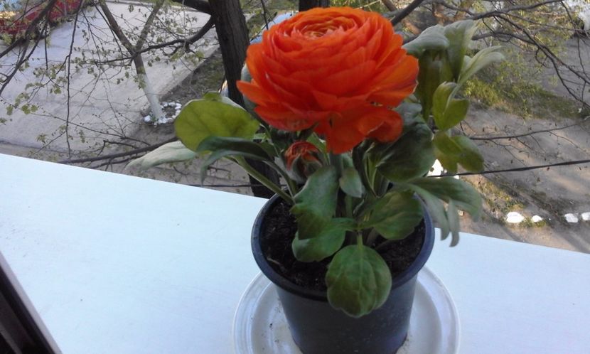 Ranunculus (Piciorul cocosului) - Flori 2017