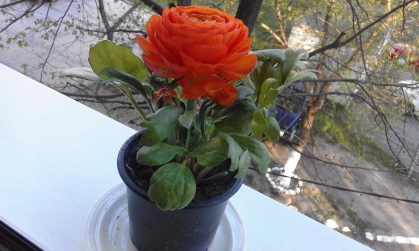 Ranunculus (Piciorul cocosului) - Flori 2017