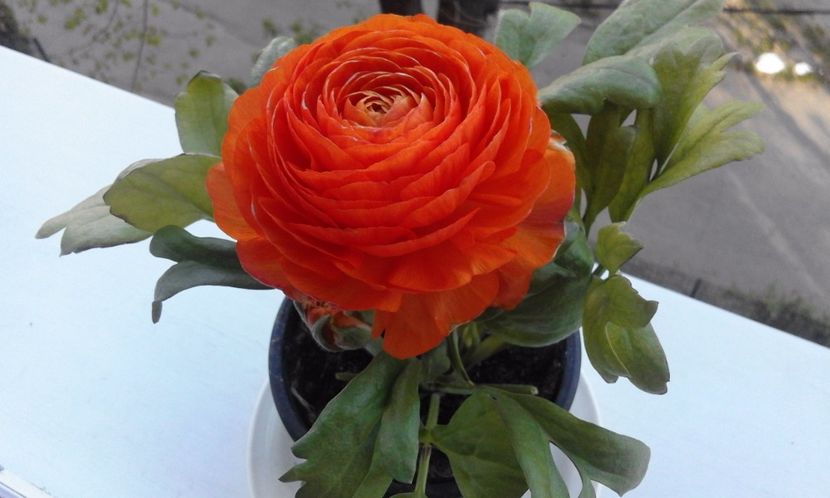 Ranunculus (Piciorul cocosului) - Flori 2017