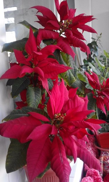 Poinsettia - Flori 2017