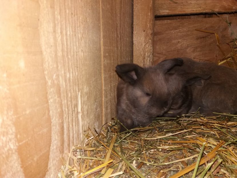 1.04.2017 - Cuib nr 3 din 15 03 2017