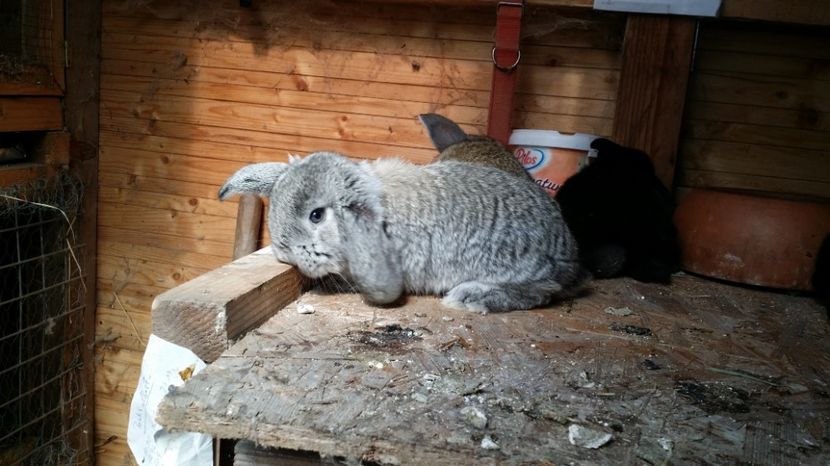  - CUIB 03 martie 2017