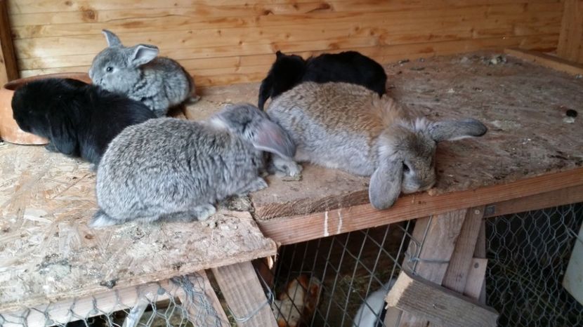  - CUIB 03 martie 2017