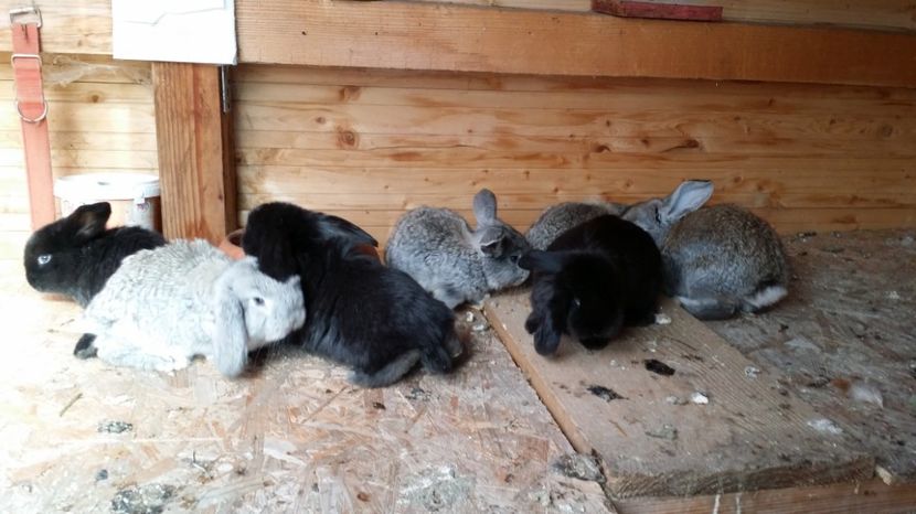  - CUIB 03 martie 2017