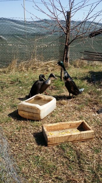  - RATE INDIENE ALERGATOARE