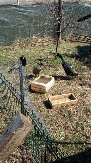  - RATE INDIENE ALERGATOARE