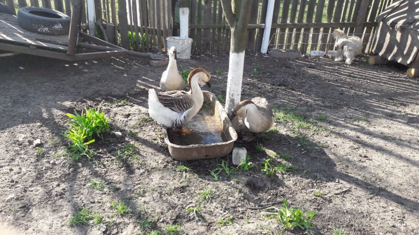  - a Gaste Africane matca 2017