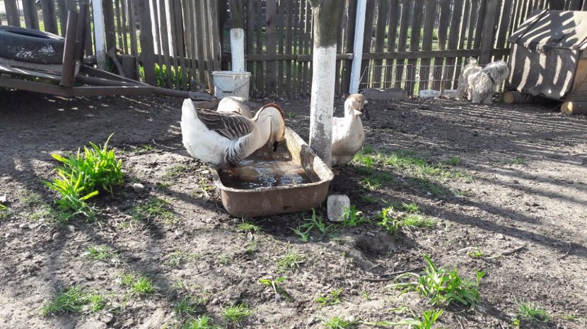 i - a Gaste Africane matca 2017