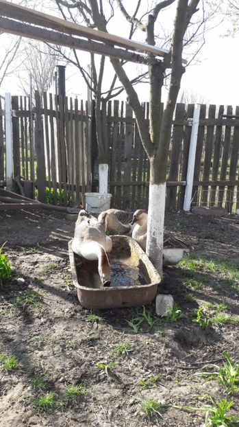  - a Gaste Africane matca 2017