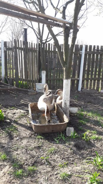 20170401_170531(0) - a Gaste Africane matca 2017