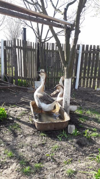  - a Gaste Africane matca 2017