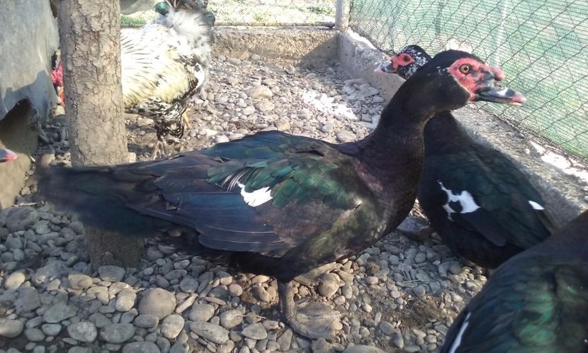  - Rate lesesti negre